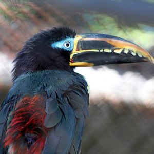 Chestnut-eared Aracari