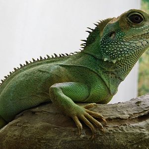 Chinese Water Dragon (Physignathus cocincinus）July 27, 2025
