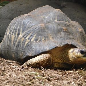Radiated Tortoise (Astrochelys radiata) July 27, 2025
