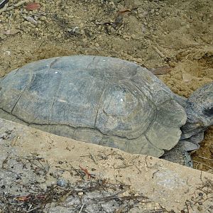 Asian Brown Tortoise (Manouria emys) July 27, 2025
