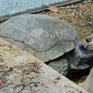 Asian Brown Tortoise (Manouria emys) July 27, 2025