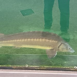 Siberian Sturgeon