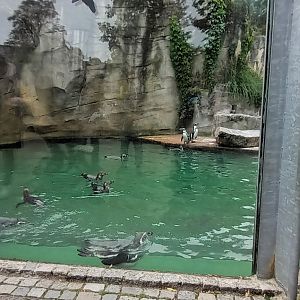 Humboldt Penguin Enclosure