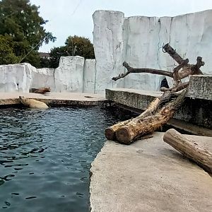 Polar Bear Enclosure