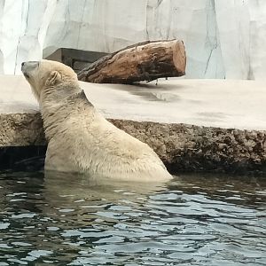 Nuka the female Polar Bear