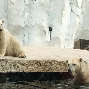 Nuka and Mika the Polar Bears