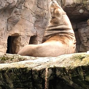 California sea Lion