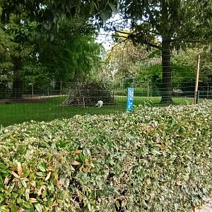 Emu and albino Bennetts Wallaby Enclosure