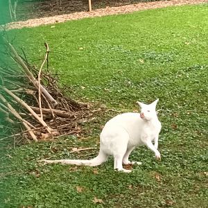 albino Bennetts Wallaby