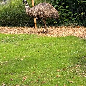 Emu