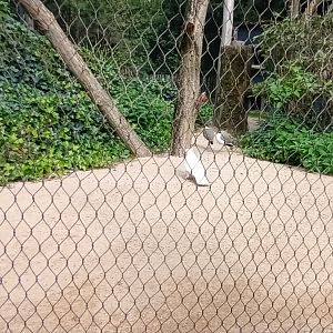 Major mitchells Cockatoo and Masked Lapwings