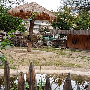 African Savannah: Scimitar horned Oryx Enclosure