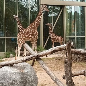 African Savannah: Reticulated Giraffes