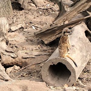 African Savannah: Slender tailed Meerkat