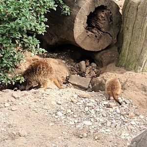 African Savannah: Slender tailed Meerkats