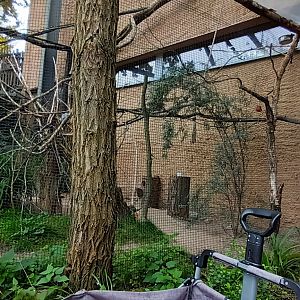 African Savannah: Aviary