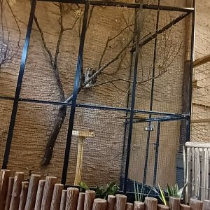 African Savannah: Village Weaver Aviary