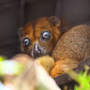 Blue-eyed Cuscus (Phalanger matabiru)