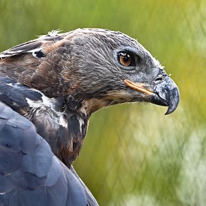 Crowned eagle