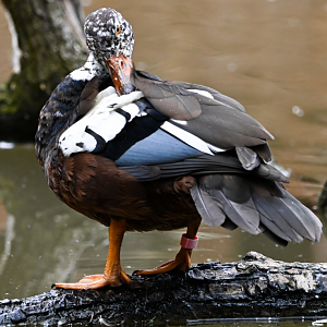 White-winged duck