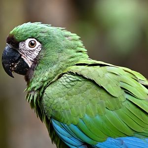 Chestnut-fronted macaw