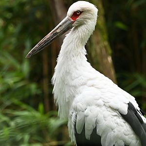 Maguari stork