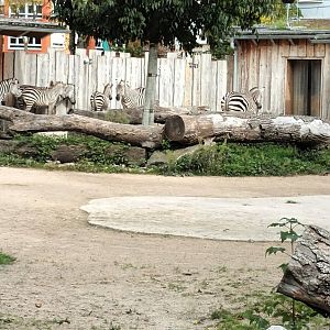 African Savannah: Grey crowned Crane and Plains Zebra (Grants) Enclosure