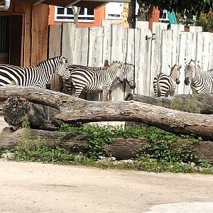 African Savannah: Plains Zebras (Grants)
