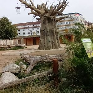 African Savannah: Grey crowned Crane and Plains Zebra (Grants) Enclosure