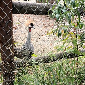 African Savannah: Grey crowned Crane