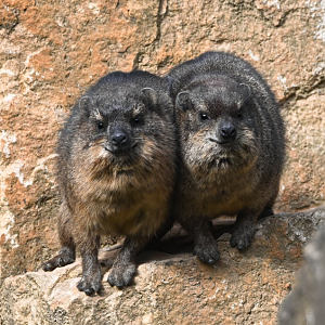 Cape hyraxes