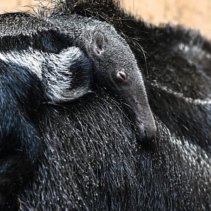 Little giant anteater