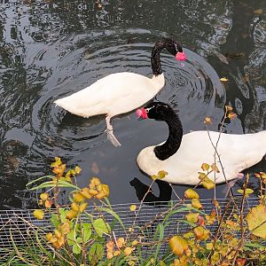 Black necked Swans