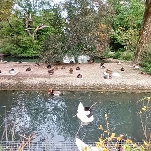 Red crested Pochard, Red Shoveler, Black necked Swan and other Waterfowl
