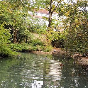 Mandarin Duck, Northern Pintail, Puna Teal and other Waterfowl