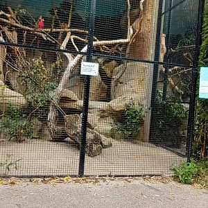 Black headed Caique and Scarlet Macaw Aviary