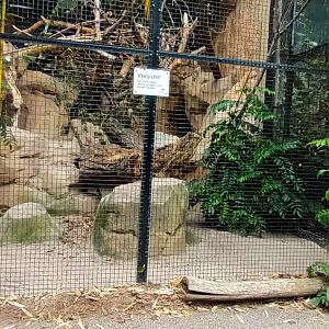 Blue and gold Macaw and Blue headed Macaw Aviary