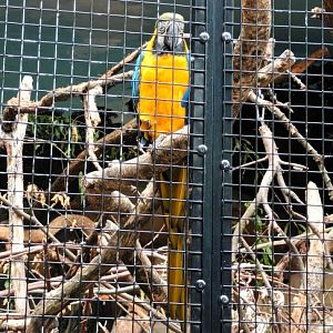 Blue and gold Macaw