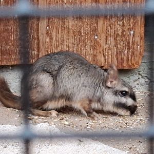 Lowland Viscacha