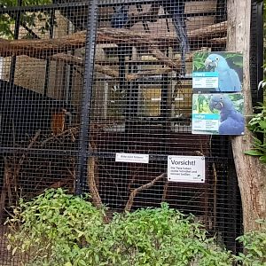 Hyacinth Macaw Aviary