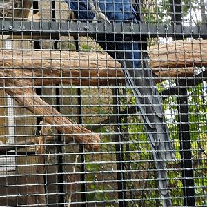 Henry the handreared Hyacinth Macaw
