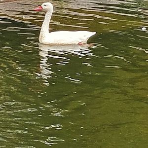 Coscoraba Swan