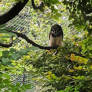 Spectacled Owl