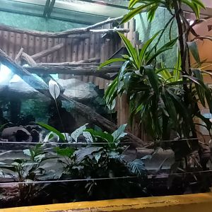 Southern Tamandua Enclosure