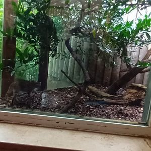 part of Geoffroys Cat Enclosure