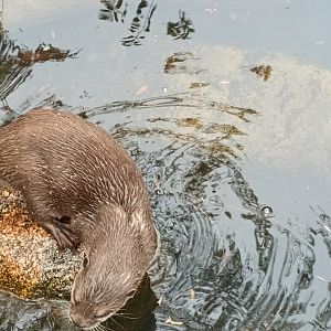 Asian small clawed Otter