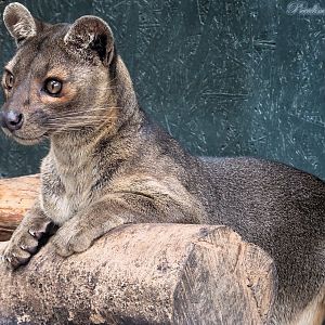 5 October. Fossa mum watching her pups