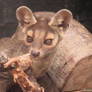 One of the fossa pups 5 October