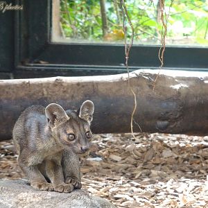 One of the fossa pups 5 October