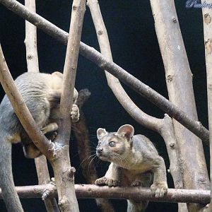 Two of the fossa pups 5 October